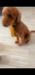 Reunited Male Dog last seen 14th st off Acacia , Lehigh Acres, FL 33972
