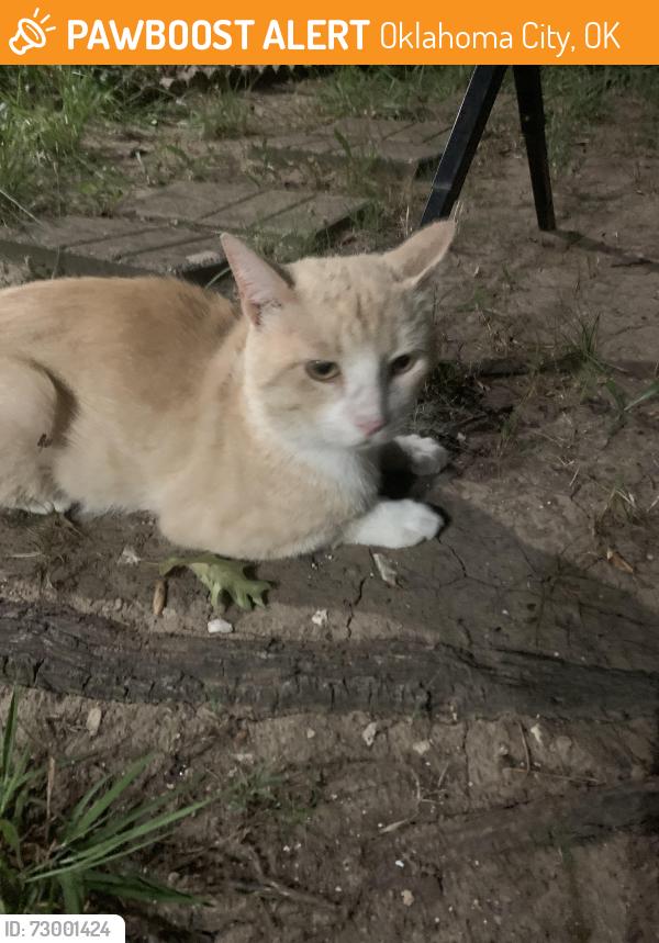 Found/Stray Male Cat last seen McKinney and 72nd , Oklahoma City, OK 73139