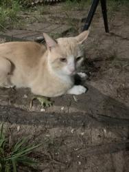 Found/Stray Male Cat last seen McKinney and 72nd , Oklahoma City, OK 73139
