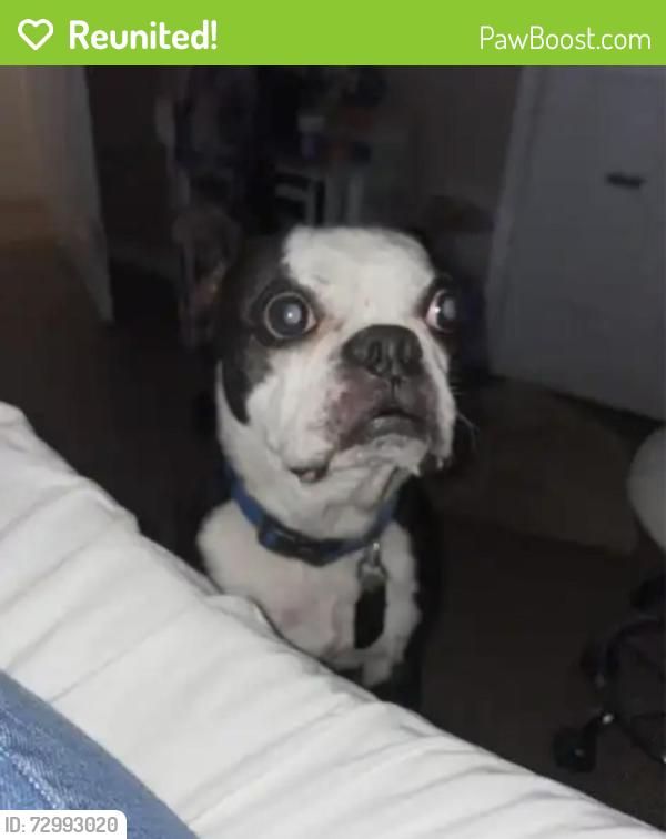 Reunited Male Dog last seen The Heights , San Antonio, TX 78260