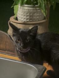 Lost Male Cat last seen Russell Dr, New Caney, Tx, New Caney, TX 77357