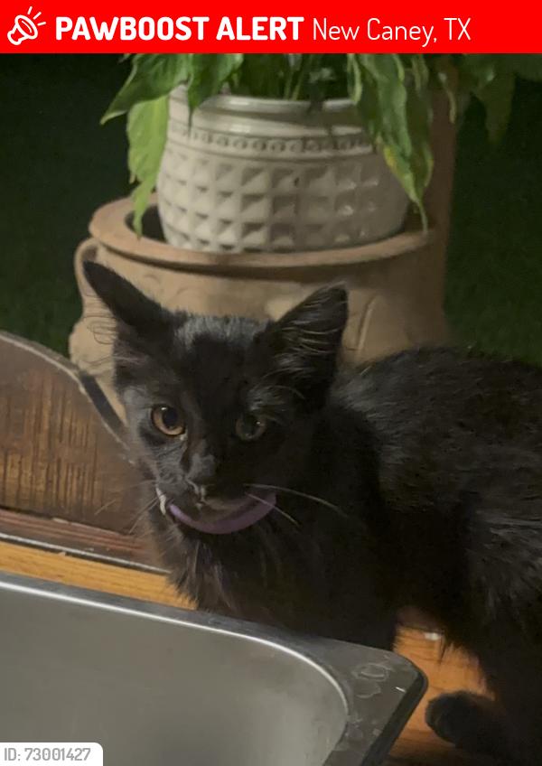 Lost Male Cat last seen Russell Dr, New Caney, Tx, New Caney, TX 77357