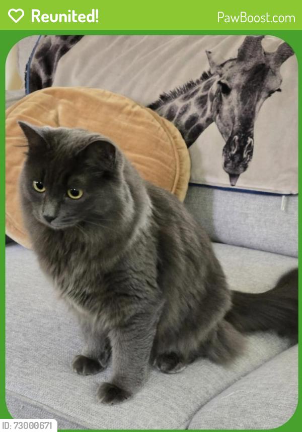 Reunited Female Cat last seen Ne 91st & Roosevelt, Seattle, WA 98115