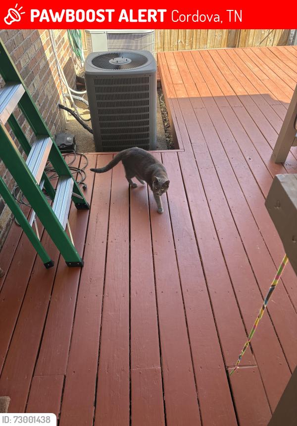 Lost Male Cat last seen Near speyburn cove, Cordova, TN 38016