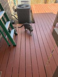 Lost Male Cat last seen Near speyburn cove, Cordova, TN 38016