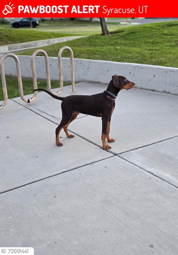 Lost Male Dog last seen Near W 1700 S Syracuse, UT  84075, Syracuse, UT 84075