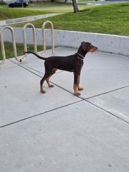 Lost Male Dog last seen Near W 1700 S Syracuse, UT  84075, Syracuse, UT 84075