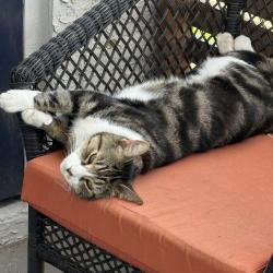 Lost Male Cat last seen 4th St N and 116th Ave N, St. Petersburg, FL 33716