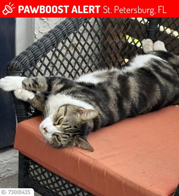 Lost Male Cat last seen 4th St N and 116th Ave N, St. Petersburg, FL 33716