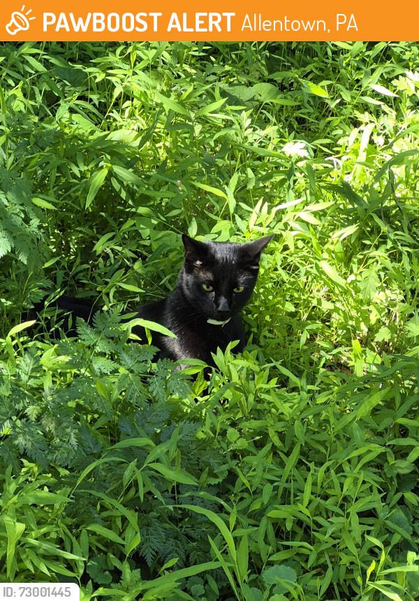 Found/Stray Unknown Cat last seen On path past dead end, Allentown, PA 18103