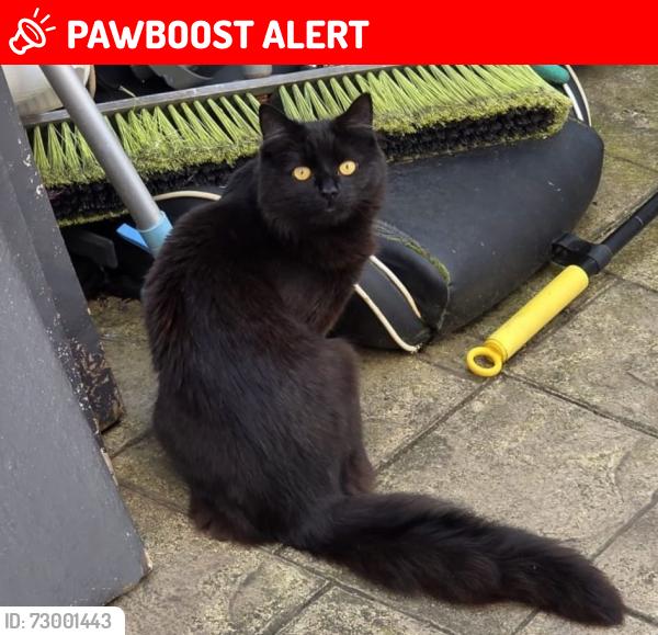 Lost Male Cat last seen Moss St, Audenshaw, England M34 5SG