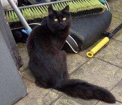 Lost Male Cat last seen Moss St, Audenshaw, England M34 5SG