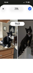 Lost Male Cat last seen The Woods Community, Atlantic & Hodges , Jacksonville, FL 32246