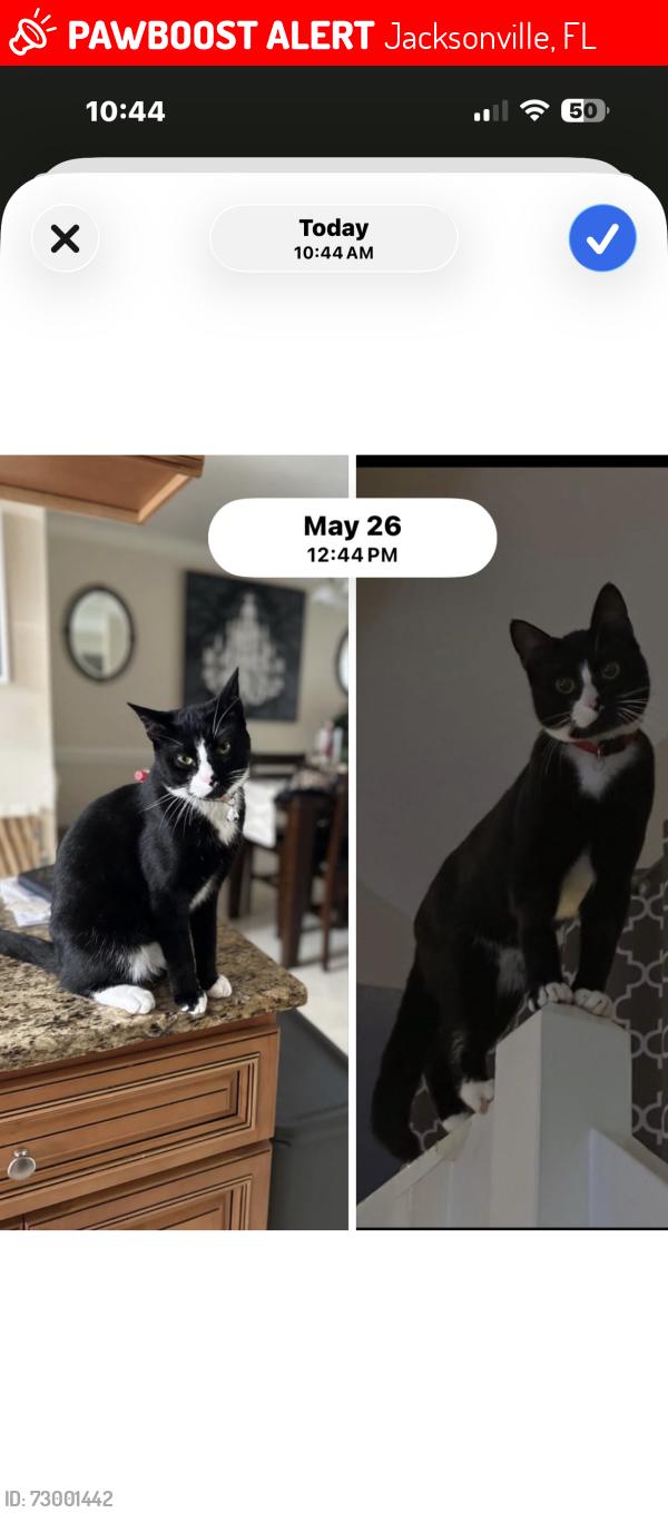 Lost Male Cat last seen The Woods Community, Atlantic & Hodges , Jacksonville, FL 32246