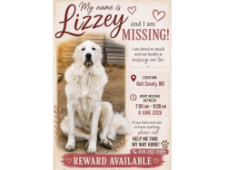 Lost Female Dog last seen T Highway Forest City, mo, Forest City, MO 64451