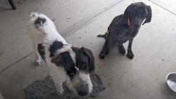 Reunited Male Dog last seen Near Snow Line Dr, Piñon Hills, CA 92372, USA, Piñon Hills, CA 92372