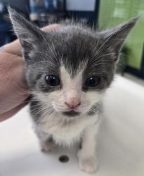 Shelter Stray Male Cat last seen Near W 500 S, SALT LAKE CITY, UT, 84104, 511 W 3900 S, Salt Lake City, UT 84123, USA