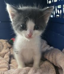 Shelter Stray Male Cat last seen Near W 500 S, SALT LAKE CITY, UT, 84104, 511 W 3900 S, Salt Lake City, UT 84123, USA
