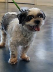 Shelter Stray Male Dog last seen Novi Road, NOVI, MI, 48377, 1200 N Telegraph Building 42E, Pontiac, MI 48340, USA