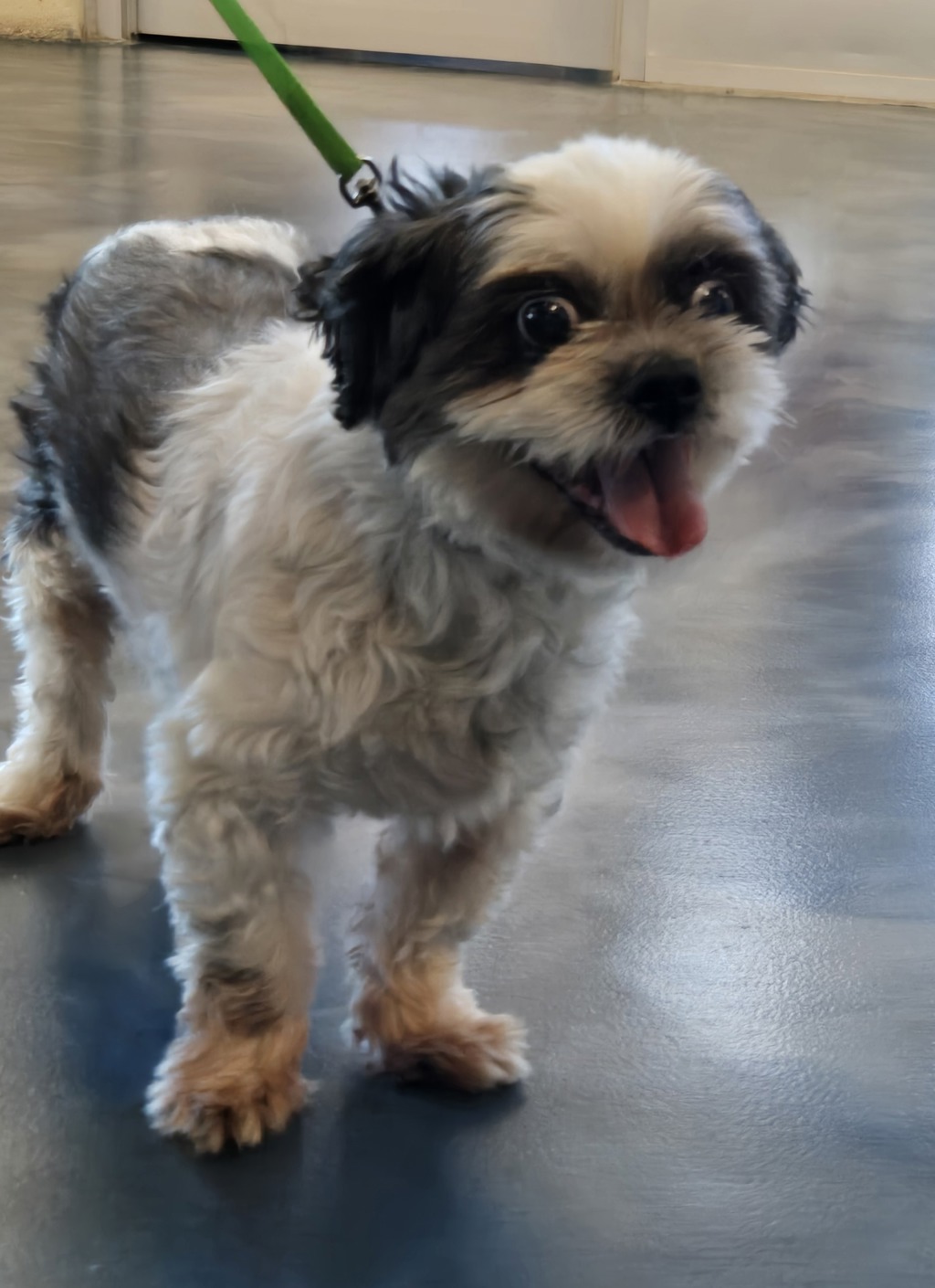 Shelter Stray Male Dog last seen Novi Road, NOVI, MI, 48377, 1200 N Telegraph Building 42E, Pontiac, MI 48340, USA