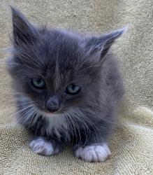 Shelter Stray Male Cat last seen Lorraine Loop, STATEN ISLAND, NY, 10309, 3139 Veterans Rd W, Staten Island, NY 10309, USA