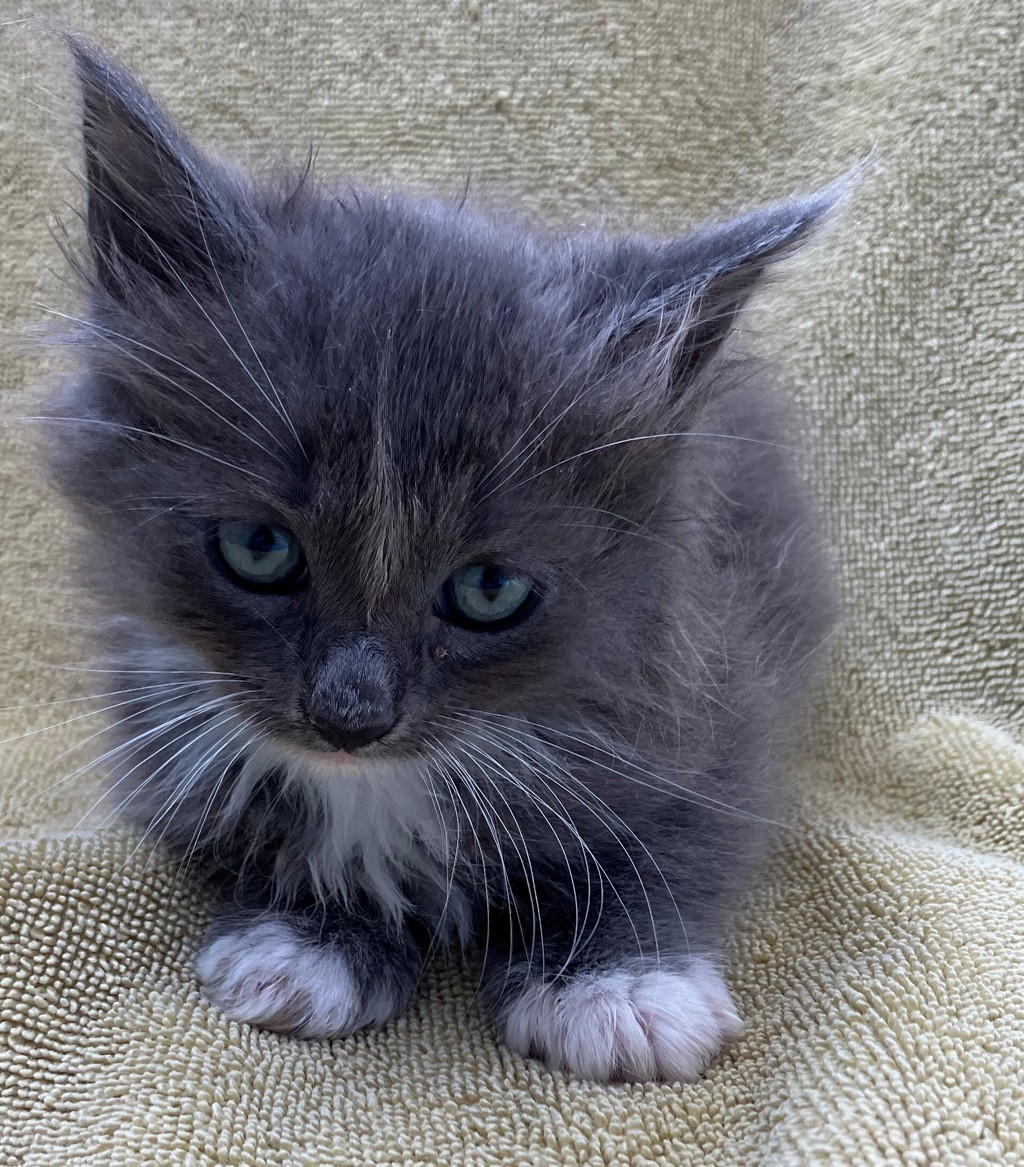 Shelter Stray Male Cat last seen Lorraine Loop, STATEN ISLAND, NY, 10309, 3139 Veterans Rd W, Staten Island, NY 10309, USA