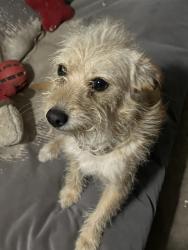 Lost Female Dog last seen Live oak and cherry, Fontana, CA 92337