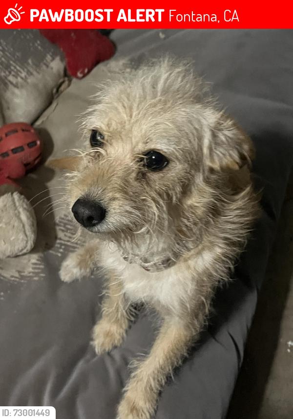 Lost Female Dog last seen Live oak and cherry, Fontana, CA 92337
