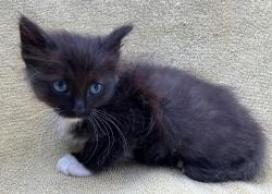 Shelter Stray Male Cat last seen Lorraine Loop, STATEN ISLAND, NY, 10309, 3139 Veterans Rd W, Staten Island, NY 10309, USA