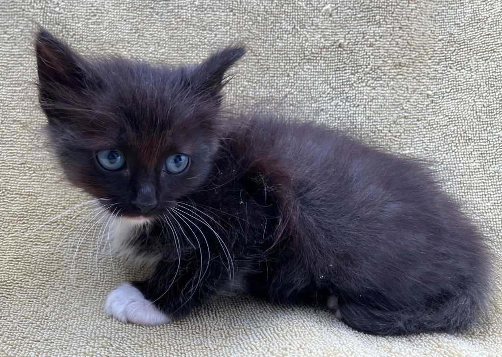 Shelter Stray Male Cat last seen Lorraine Loop, STATEN ISLAND, NY, 10309, 3139 Veterans Rd W, Staten Island, NY 10309, USA