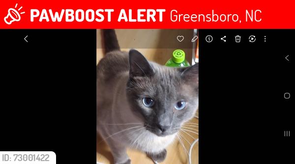 Lost Male Cat last seen Bridgeview dr/ Greybridge  off Spur rd / randleman rd, Greensboro, NC 27406