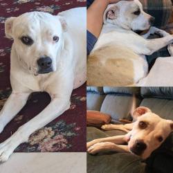 Reunited Female Dog last seen Near Snow Line Dr, Piñon Hills, CA 92372, USA, Piñon Hills, CA 92372