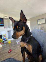 Lost Male Dog last seen Vandergrift and Douglas, Oceanside, CA 92057