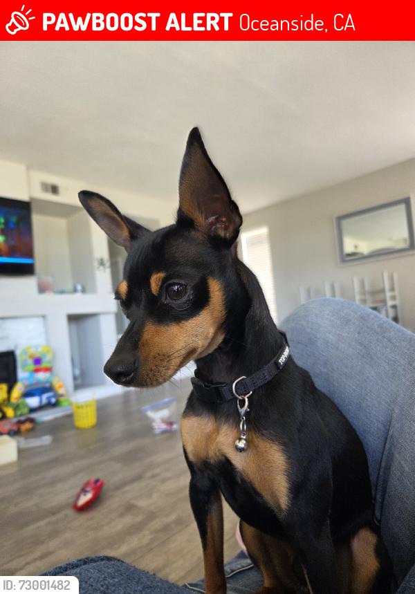 Lost Male Dog last seen Vandergrift and Douglas, Oceanside, CA 92057