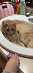 Lost Unknown Cat last seen Hathaway ln ne fridley , Fridley, MN 55432