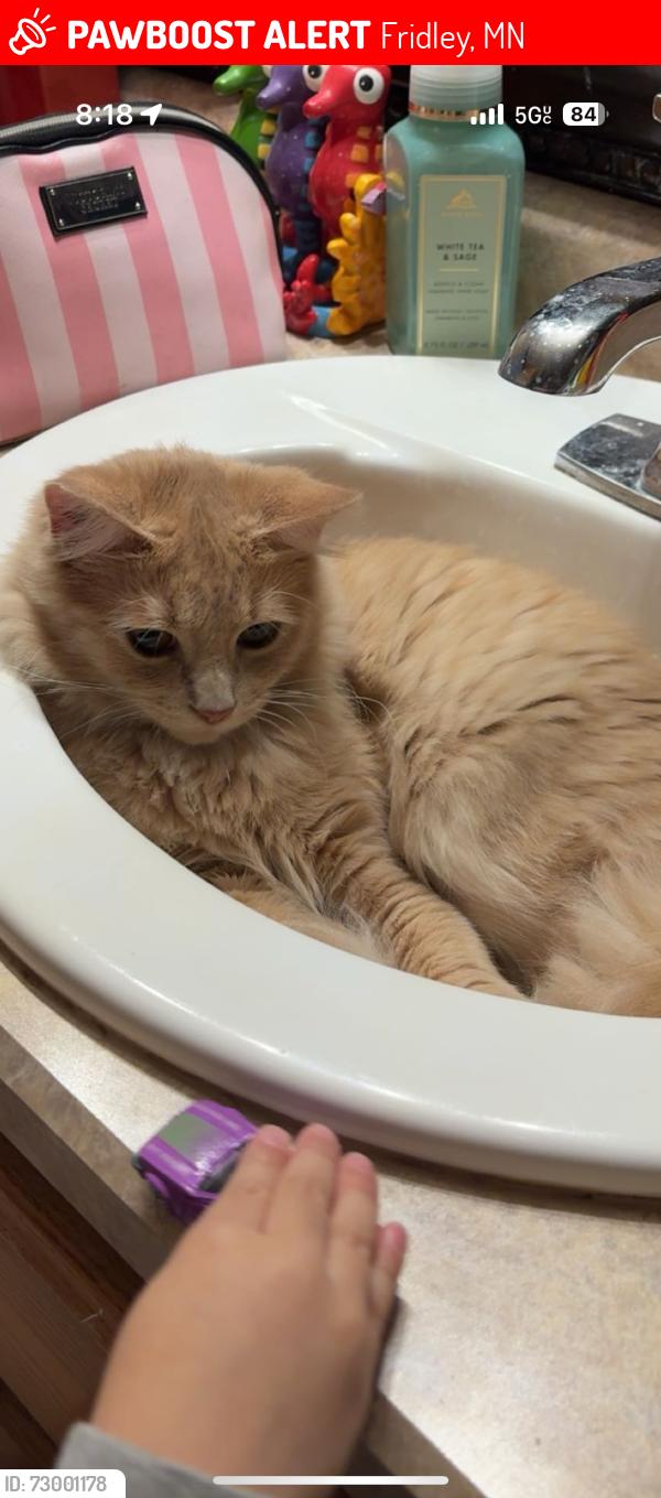 Lost Unknown Cat last seen Hathaway ln ne fridley , Fridley, MN 55432