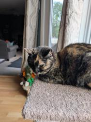 Reunited Female Cat last seen Near 43A Ave NW, Edmonton, AB T6K 0Y7