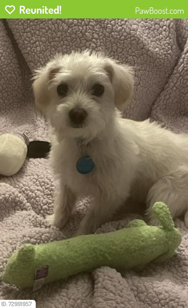 Reunited Male Dog last seen Meridian and maple, South Pasadena, CA 91030