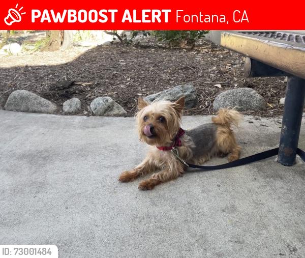 Lost Female Dog last seen S Fontana, Fontana, CA 92337
