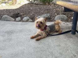 Lost Female Dog last seen S Fontana, Fontana, CA 92337