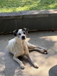 Reunited Female Dog last seen Oliver Springs, Tn, Oliver Springs, TN 37840