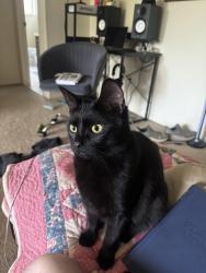 Lost Female Cat last seen Shadyland park , Clinton Township, MI 48036
