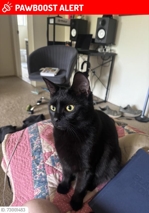 Lost Female Cat last seen Shadyland park , Clinton Township, MI 48036