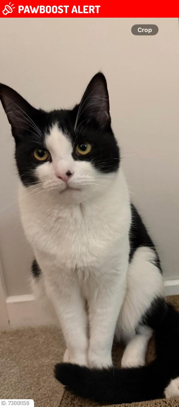 Lost Male Cat last seen Bestwood, Nottingham, England NG5 5HY