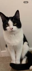 Lost Male Cat last seen Bestwood, Nottingham, England NG5 5HY