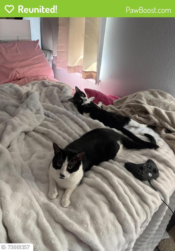 Reunited Female Cat last seen Town west and tamoka farms road , Port Orange, FL 32128