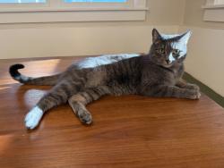 Lost Female Cat last seen Summerlin Pl. and Lombardy St in Somerset Meadows in  Niwot, Longmont, CO 80503