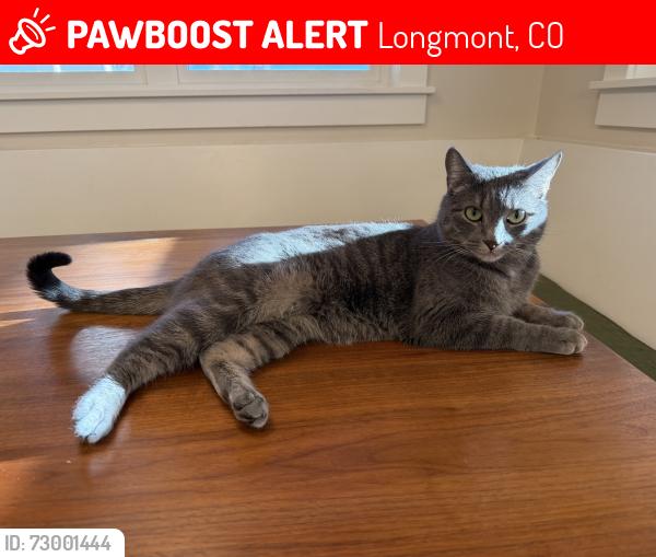 Lost Female Cat last seen Summerlin Pl. and Lombardy St in Somerset Meadows in  Niwot, Longmont, CO 80503