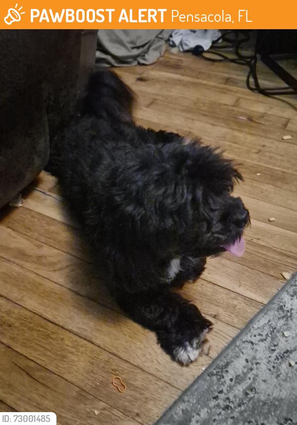 Found/Stray Female Dog last seen Concordia  and sands , Pensacola, FL 32505