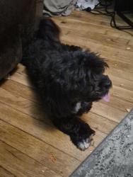 Found/Stray Female Dog last seen Concordia  and sands , Pensacola, FL 32505